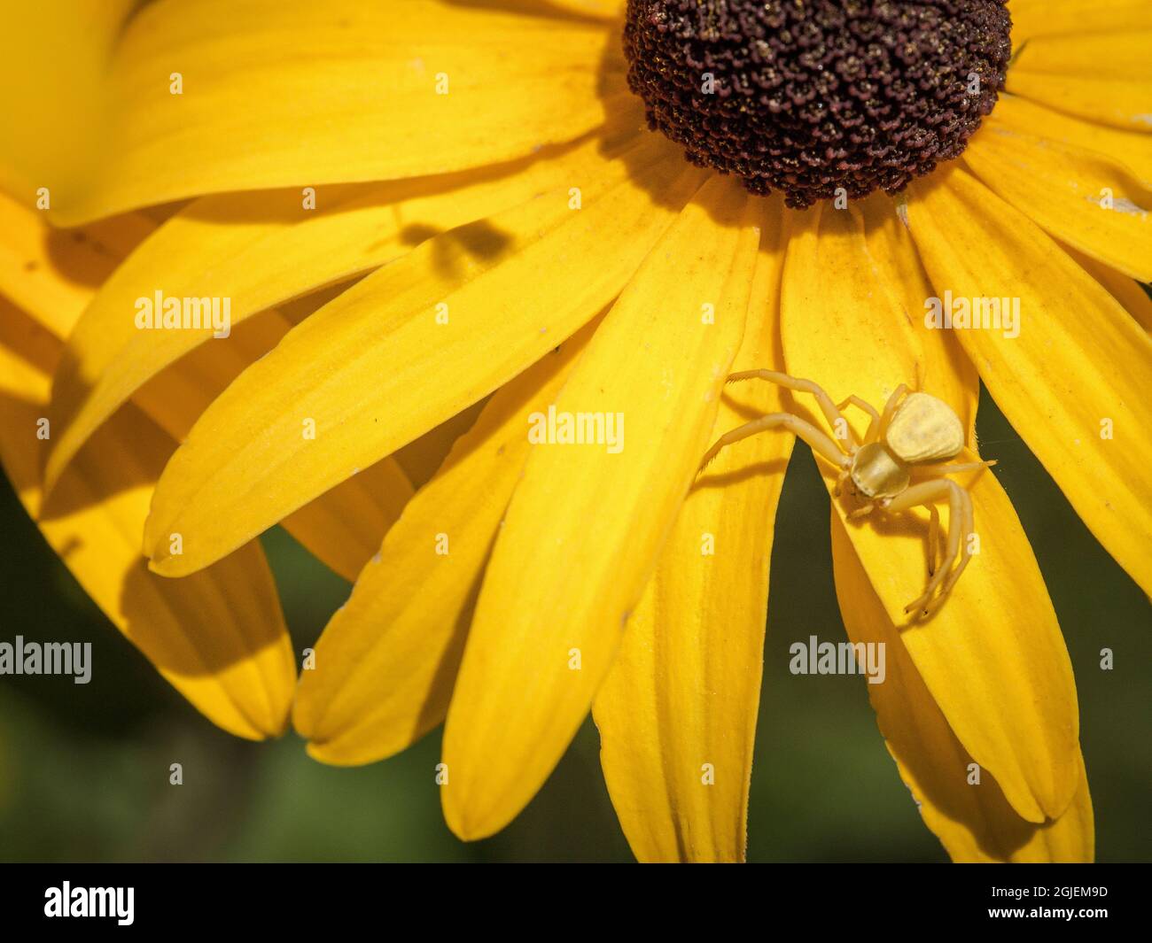 Diamond Grove Prairie Conservation Area, Diamond, Missouri Foto Stock