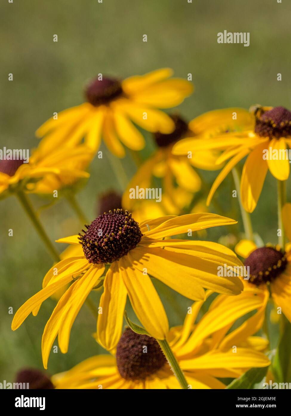 Diamond Grove Prairie Conservation Area, Diamond, Missouri Foto Stock