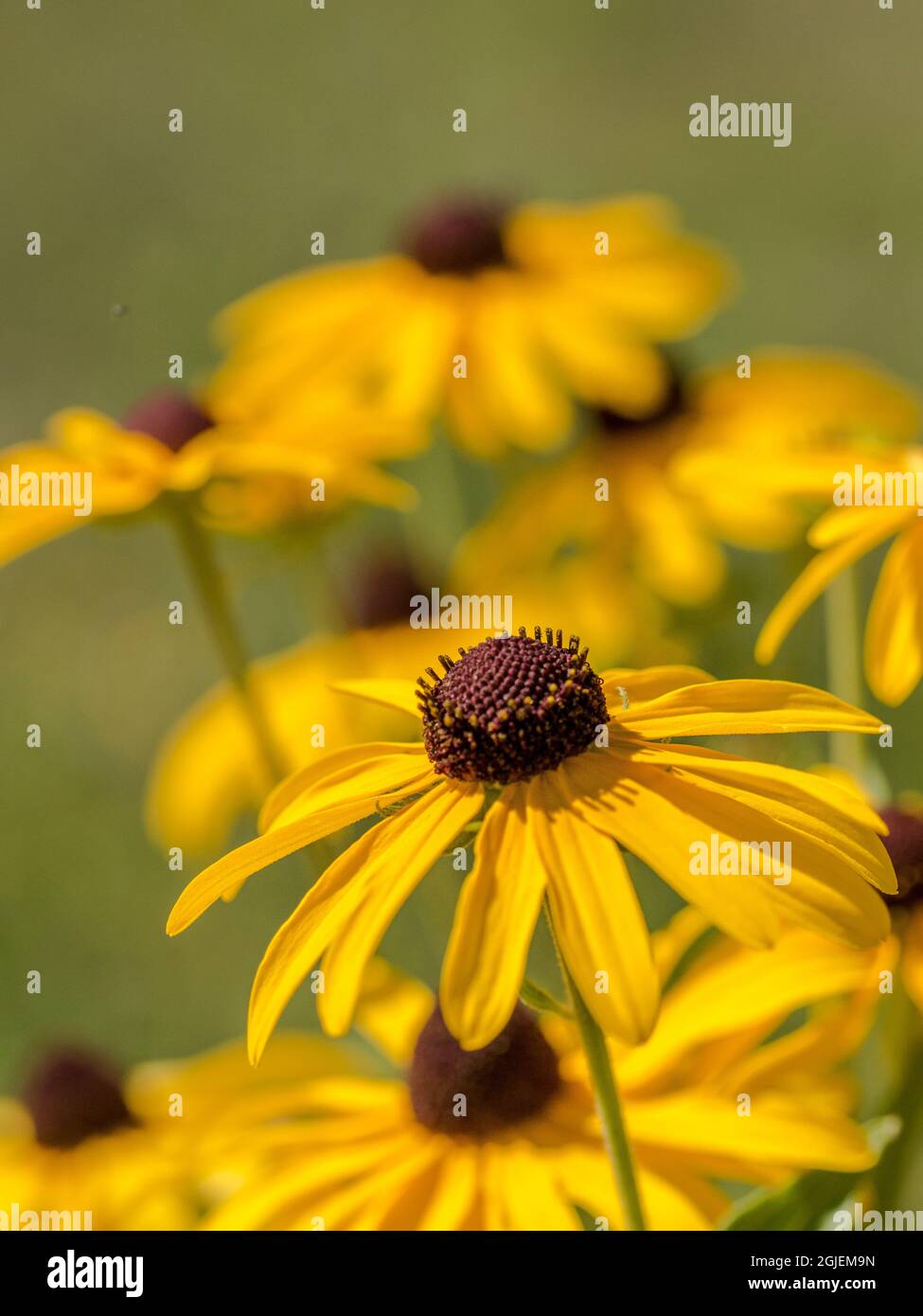 Diamond Grove Prairie Conservation Area, Diamond, Missouri Foto Stock