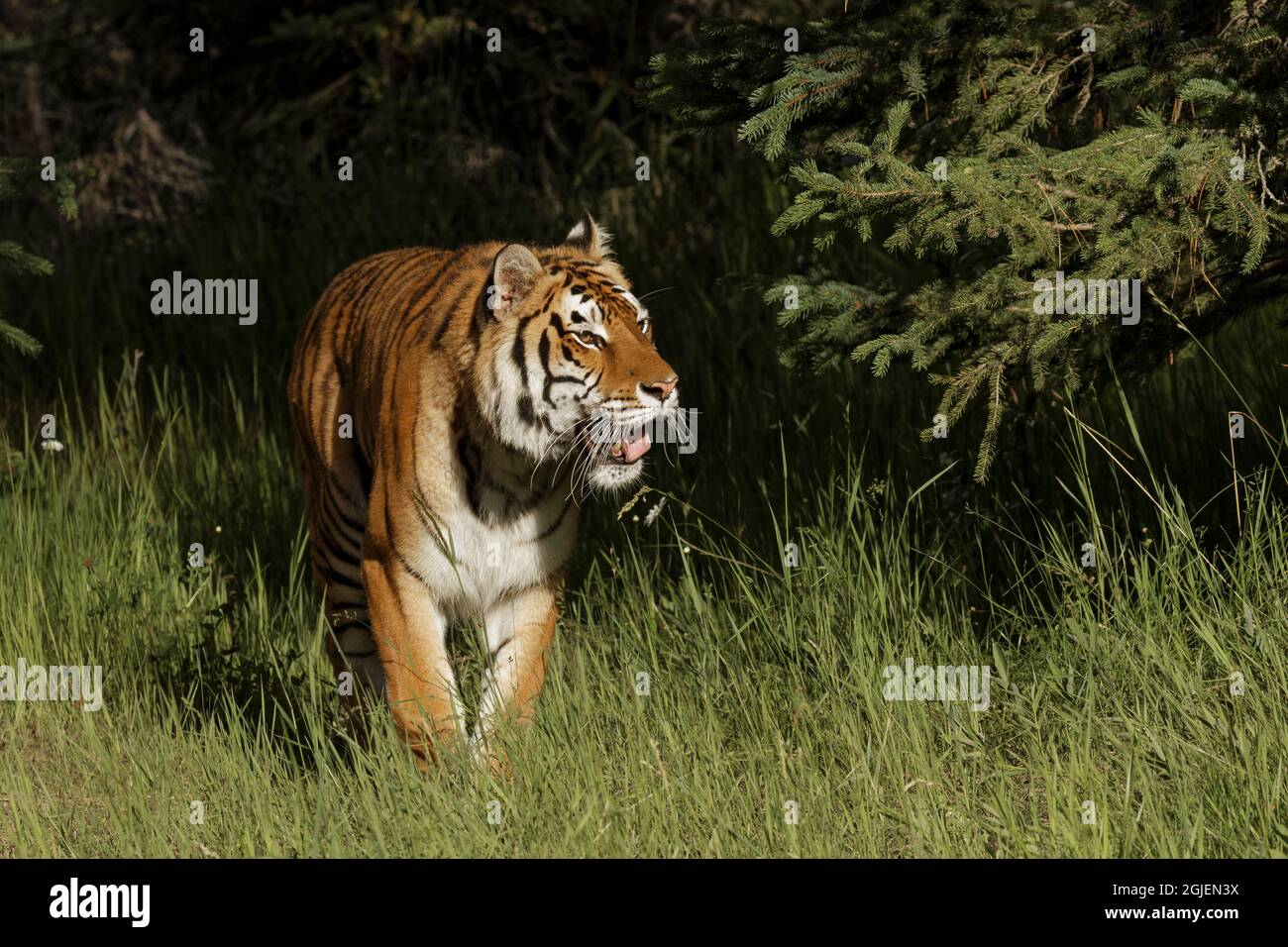 Tigre siberiana. Foto Stock
