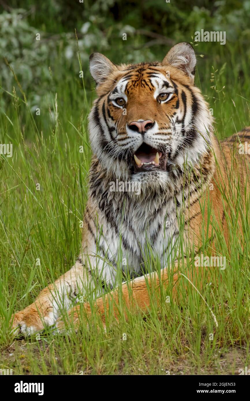 Tigre siberiana. Foto Stock