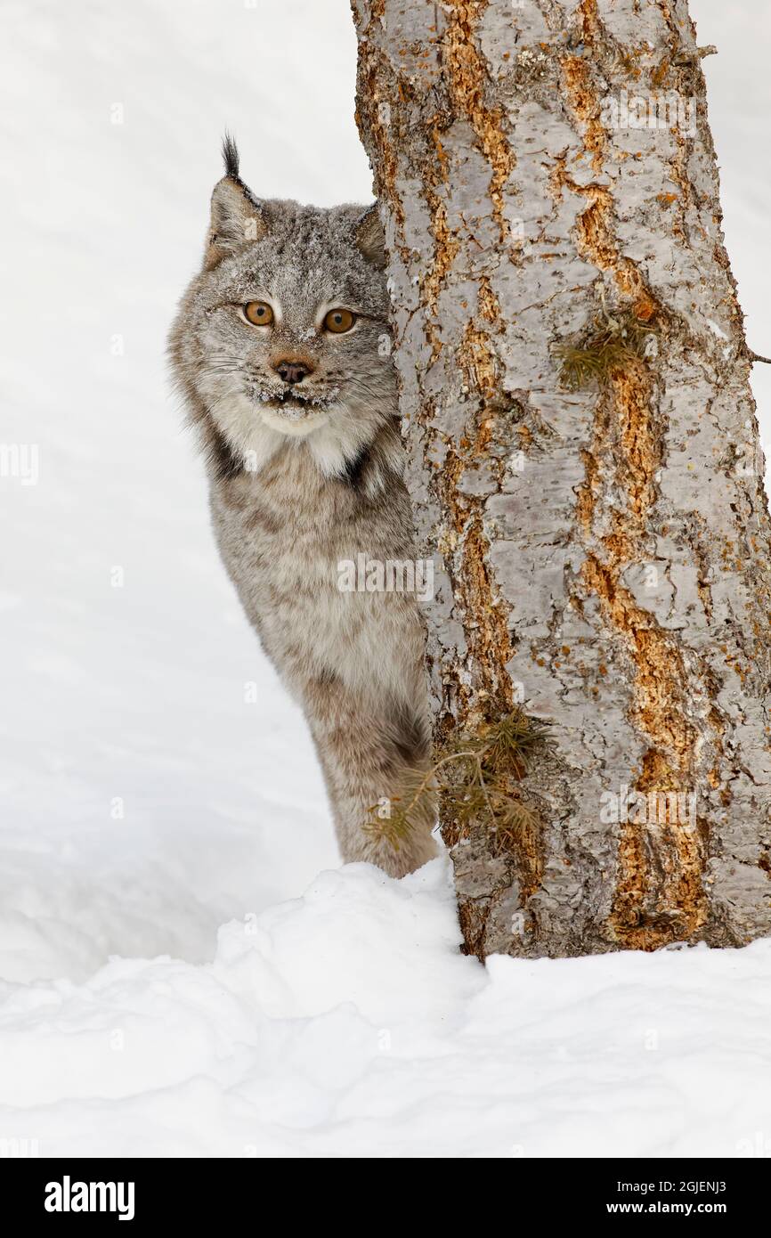 Lynx eurasiatica in inverno, situazione controllata. Foto Stock