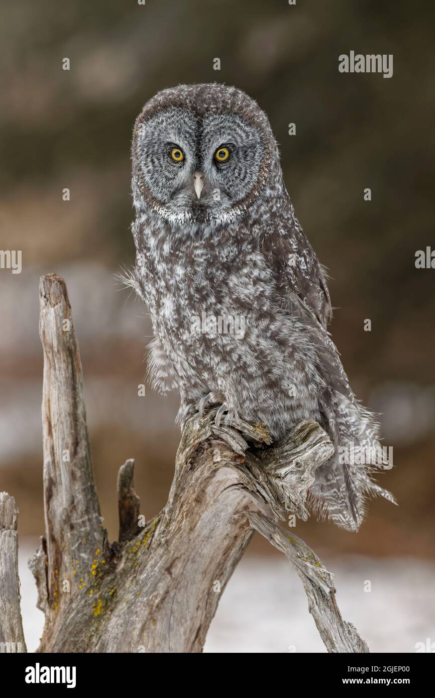 Gufo grigio grande in inverno, Montana. Foto Stock