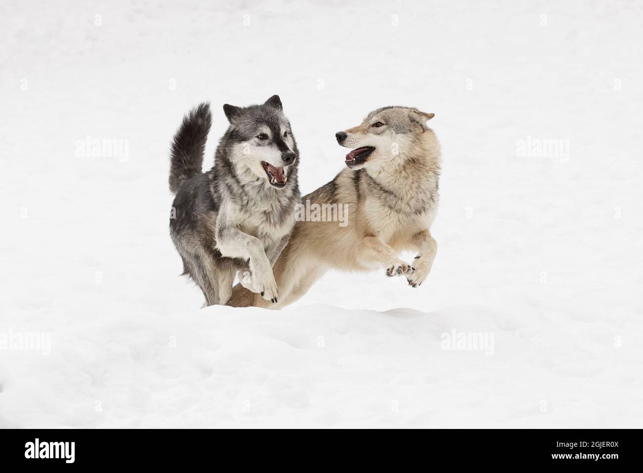 Tundra lupi che esibiscono il comportamento di dominanza in impacchettamento, Canis lupus albus, in inverno, situazione controllata, Montana Foto Stock