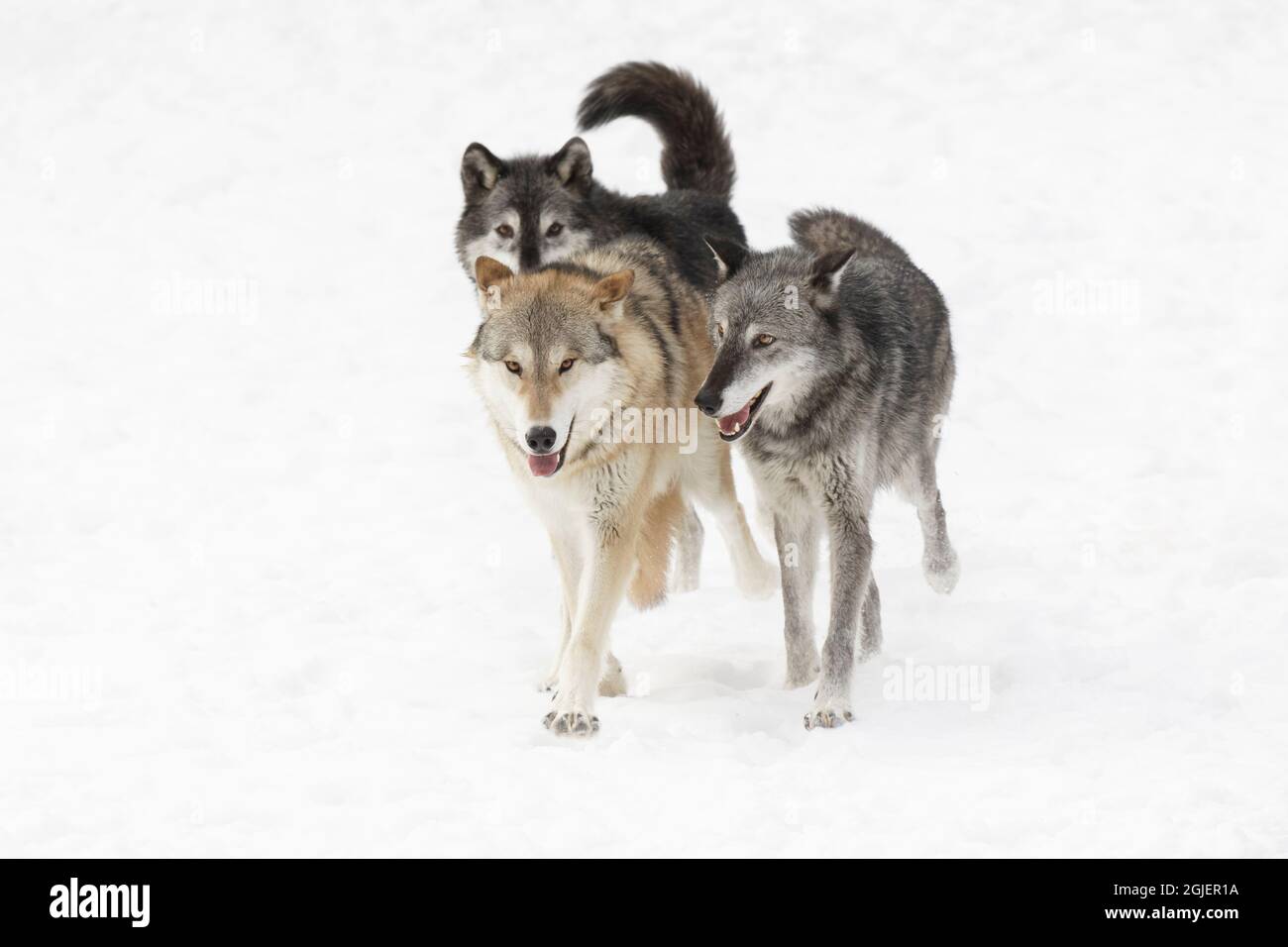 Tundra lupi che esibiscono il comportamento di dominanza in impacchettamento, Canis lupus albus, in inverno, situazione controllata, Montana Foto Stock