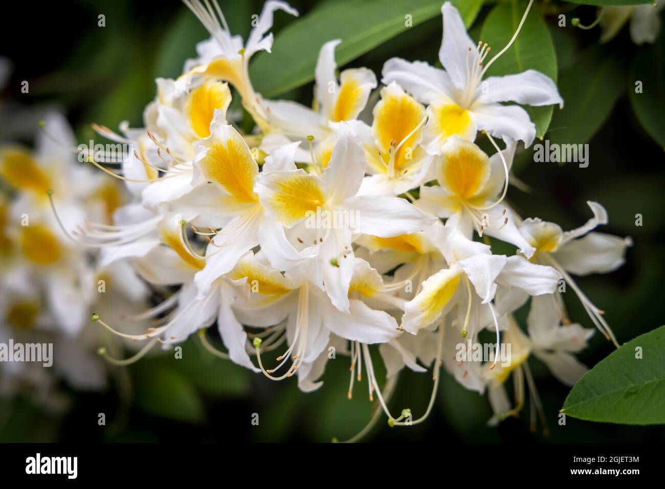 Gruppo di fiori di azalea di colore bianco e giallo nel giardino primaverile. Foto Stock