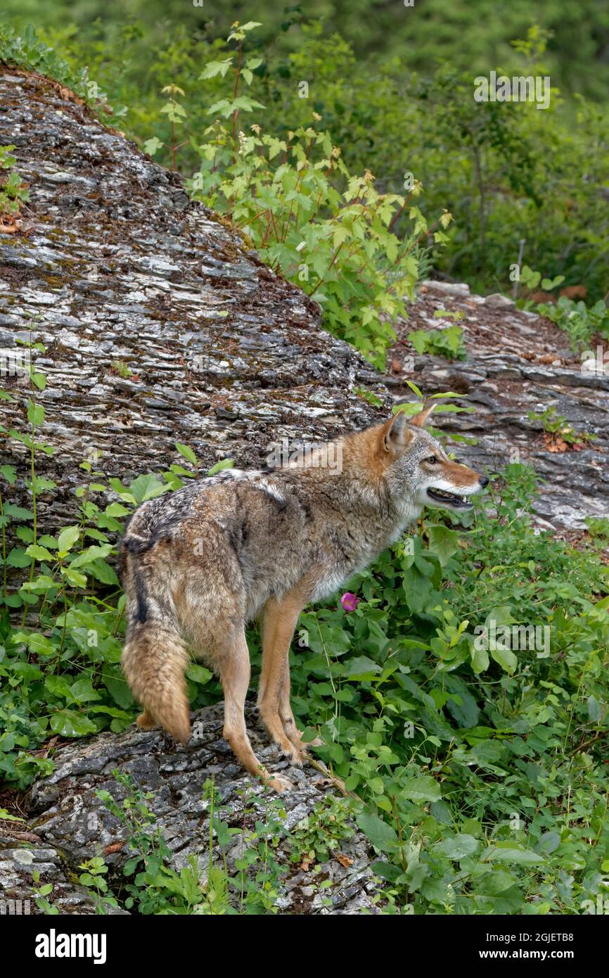 USA, Montana. Coyote in ambiente controllato. Credit as: Dennis Flaherty / Jaynes Gallery / DanitaDelimont.com Foto Stock