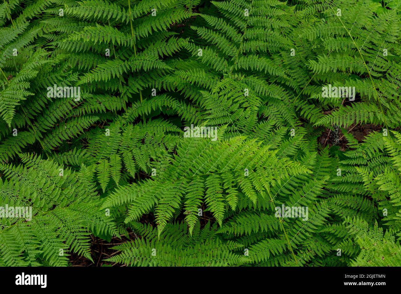 Bracken Ferns Along Trail of the Cedars nel Glacier National Park, Montana, USA. Foto Stock