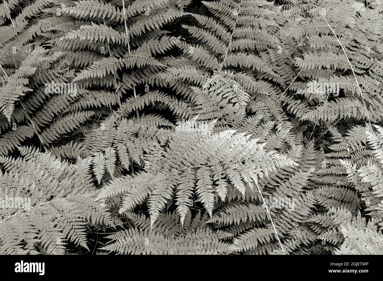 Bracken Ferns Along Trail of the Cedars nel Glacier National Park, Montana, USA. Foto Stock