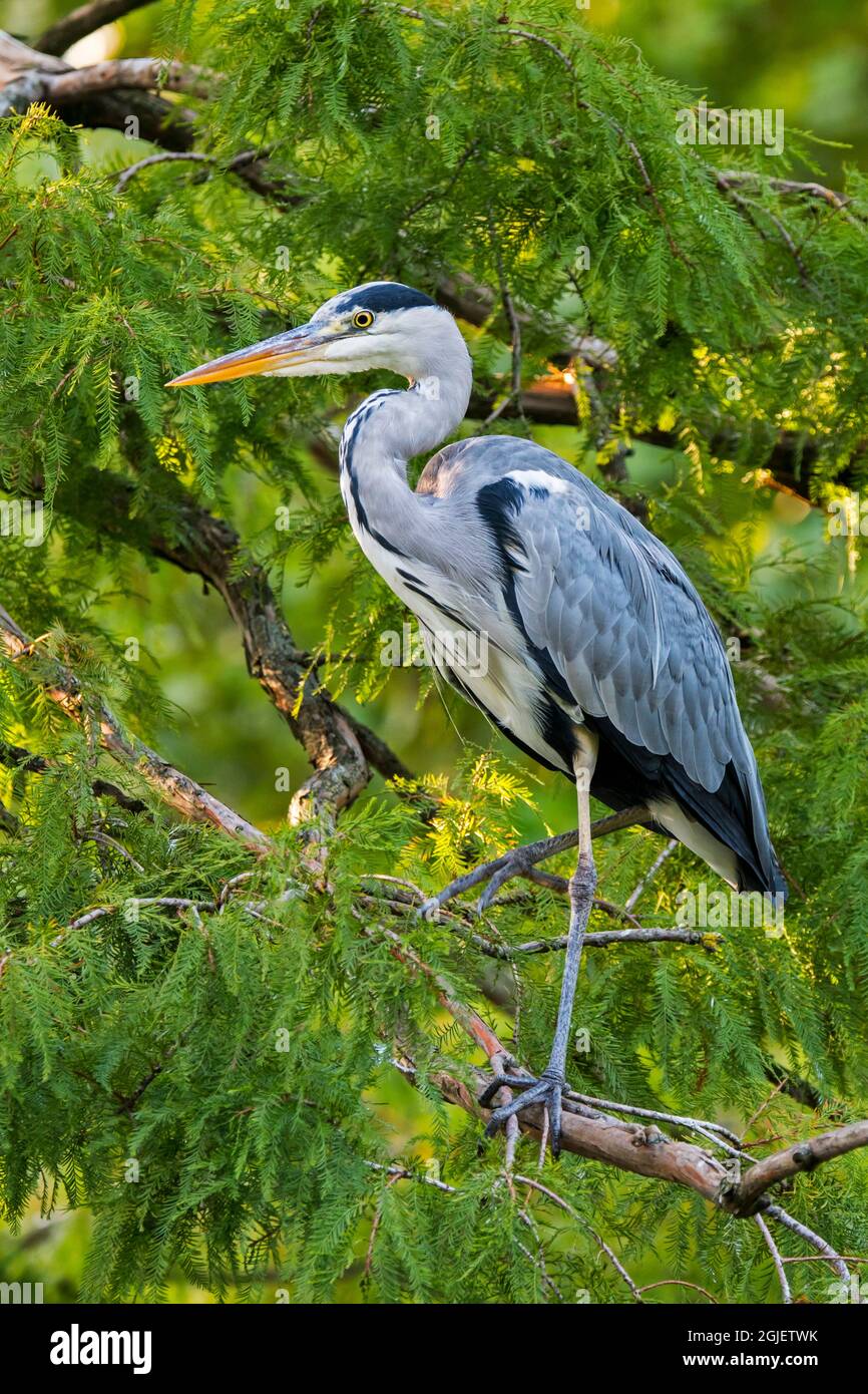 Airone grigio (Ardea cinerea) arroccato in conifere vicino stagno / lago Foto Stock