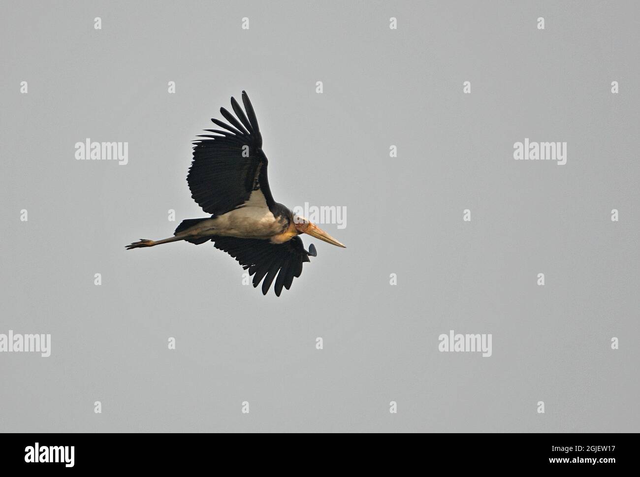 Adjutant minore (Leptoptilos javanicus) adulto in volo Kaziranga NP, Assam, India Gennaio Foto Stock