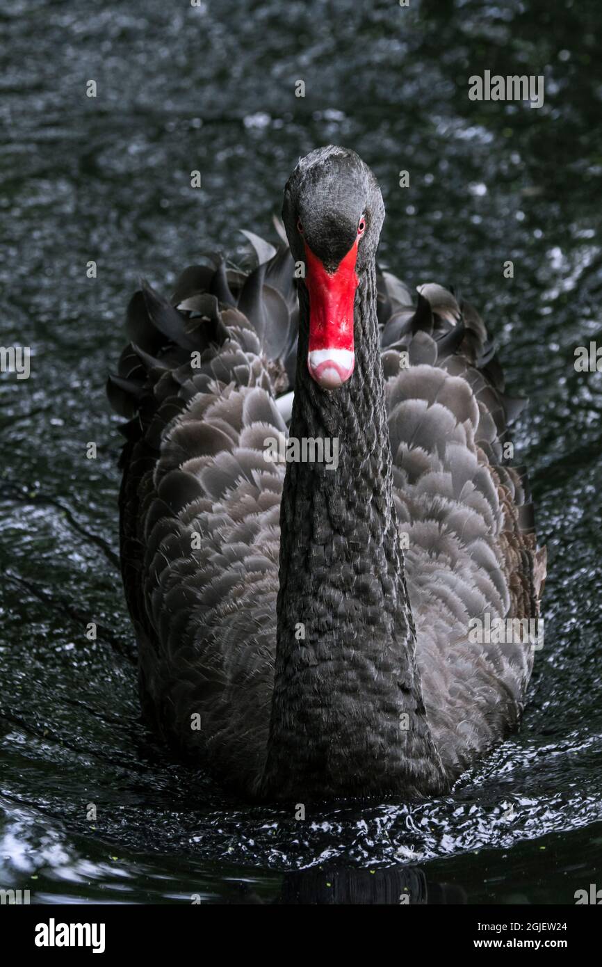 Cigno nero (Cygnus atratus / Anas atrata) nuoto in stagno, grande uccello acquatico nativo in Australia Foto Stock