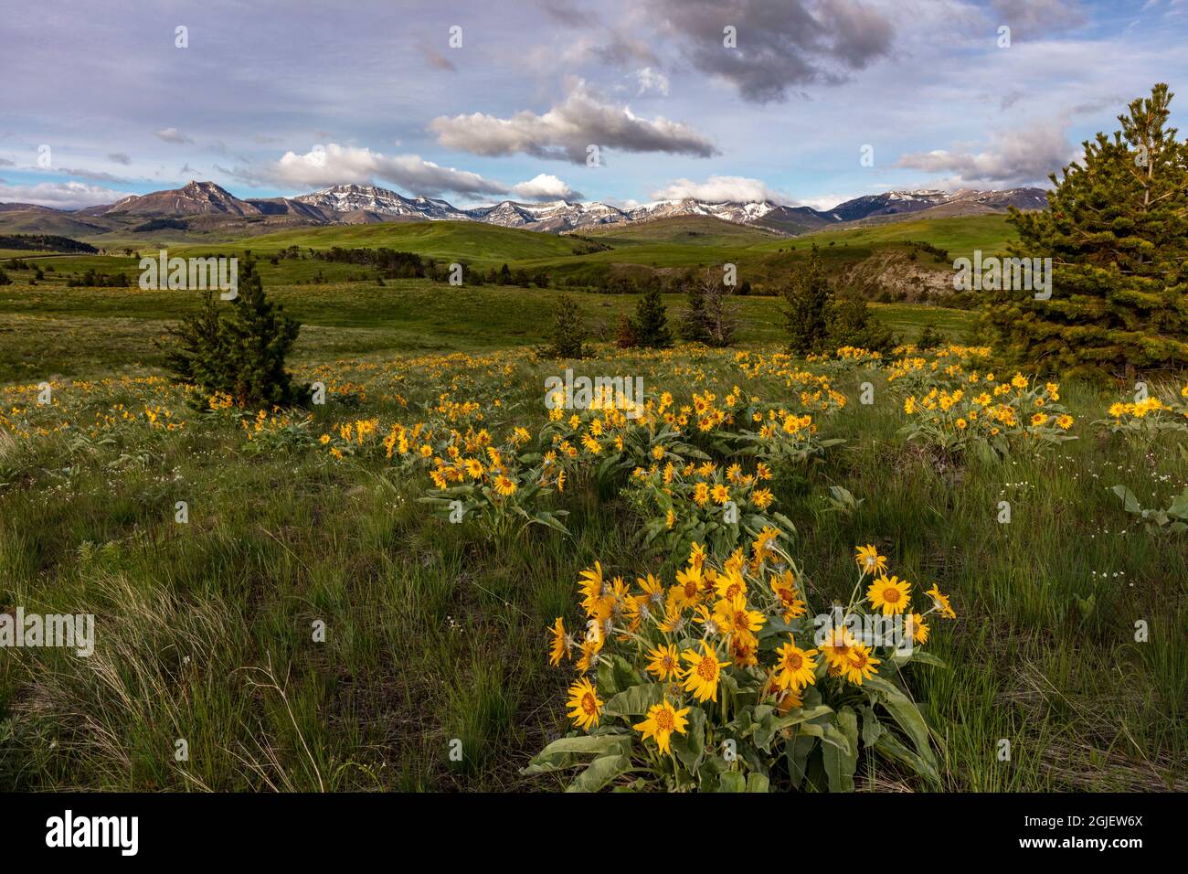 Fiori di radice di balsamo di arrowleaf sul Dipartimento di risorse naturali & terra di conservazione sopra Elk Creek vicino Augusta, Montana, USA Foto Stock