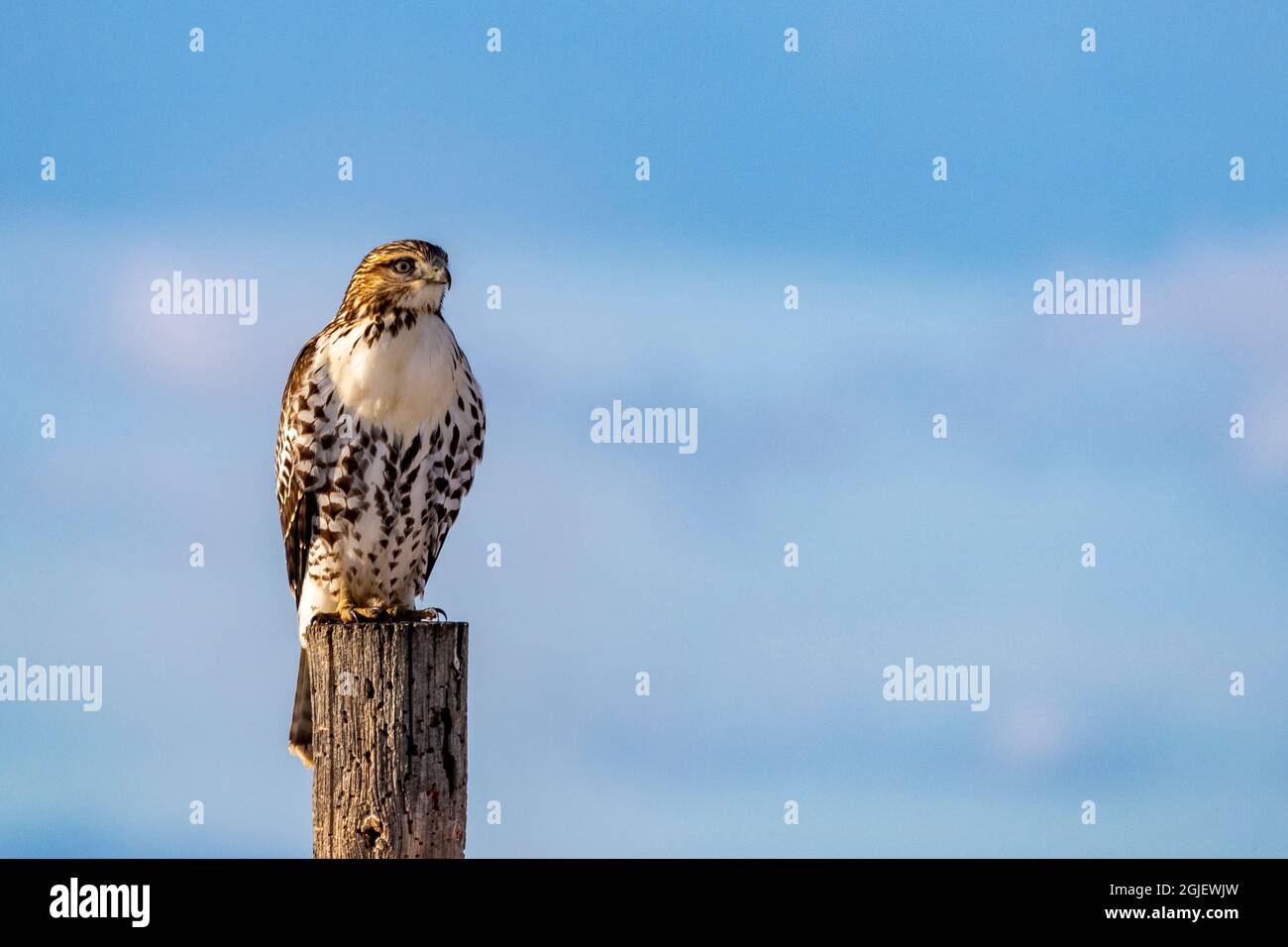 Falco a zampe irregolari in inverno al Ninepipe National Wildlife Refuge nella Mission Valley del Montana Foto Stock