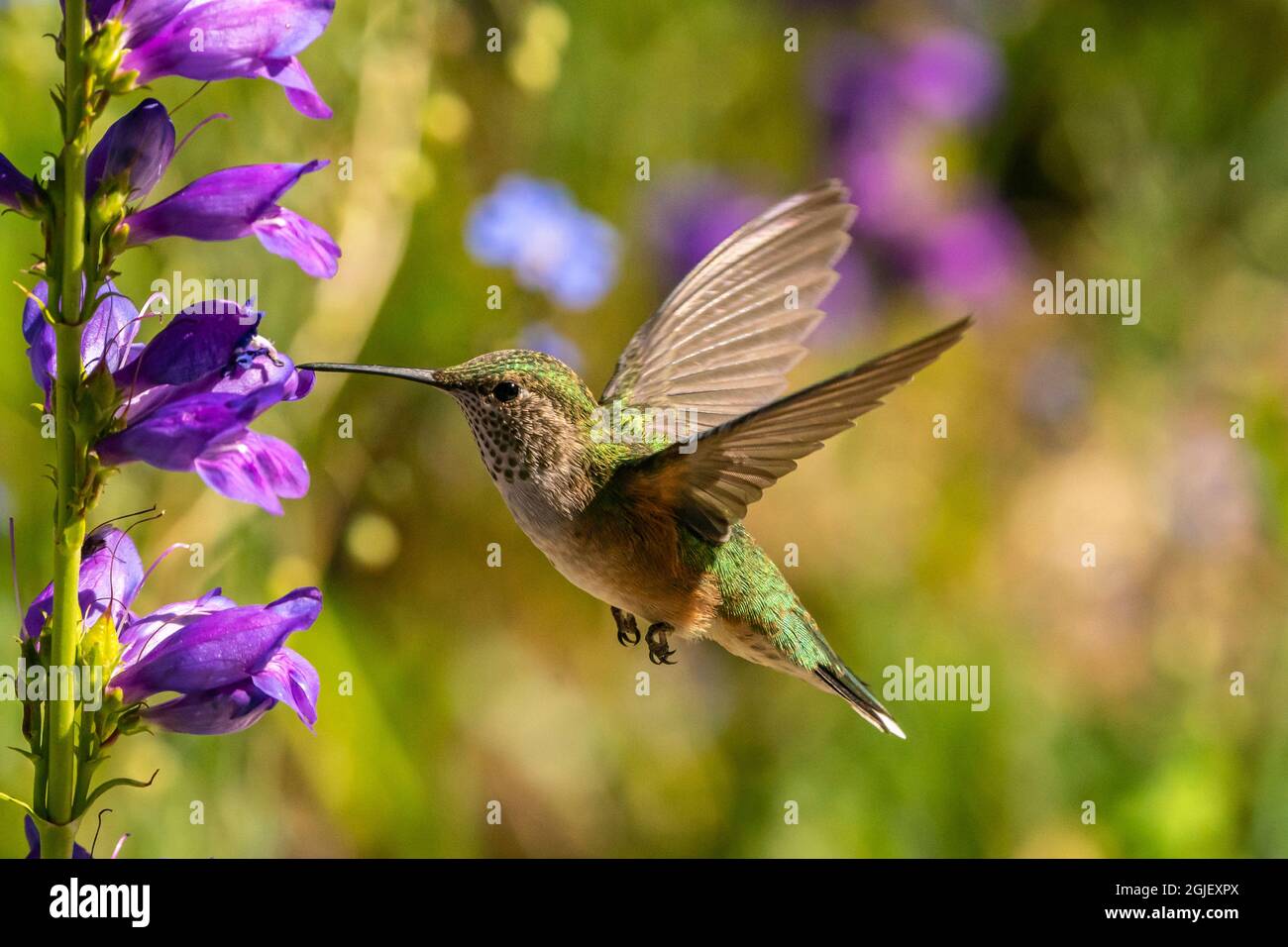 USA, New Mexico, Sandia Mountains. Femmina colibrì a coda larga che si nutrono su fiori di pene. Foto Stock