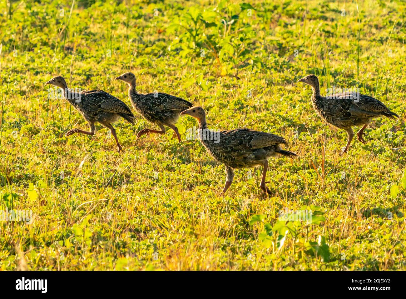 USA, New Mexico, Bosque del Apache National Wildlife Refuge. Quattro pulcini di tacchino. Foto Stock