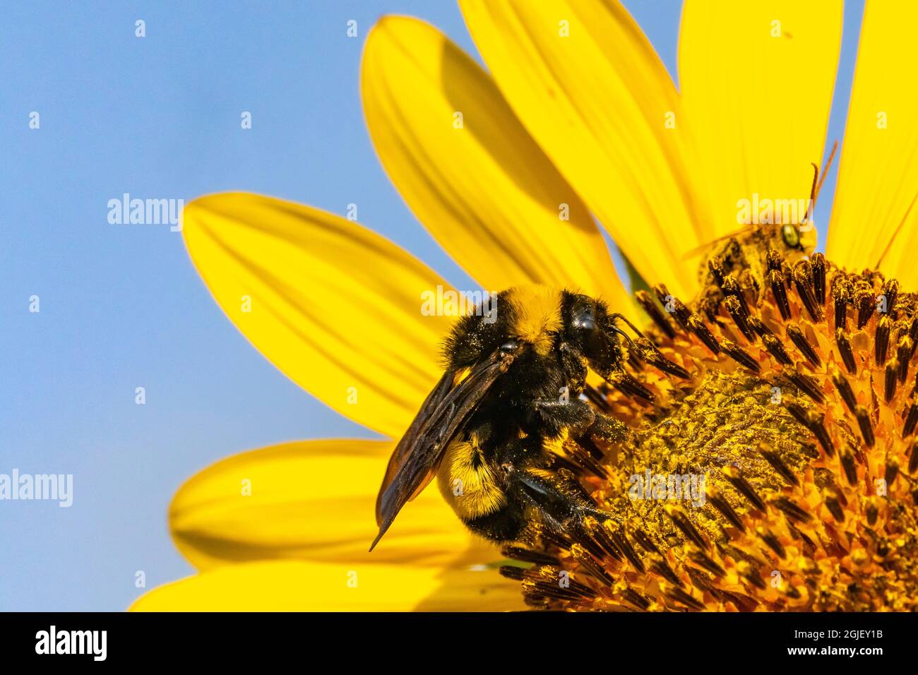 USA, New Mexico. Bumblebee in fiore di girasole. Foto Stock