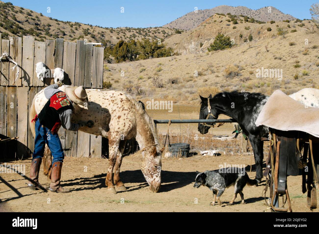 Cerrillos, New Mexico, vero cowboy con il suo equipaggio. (SIG.) Foto Stock
