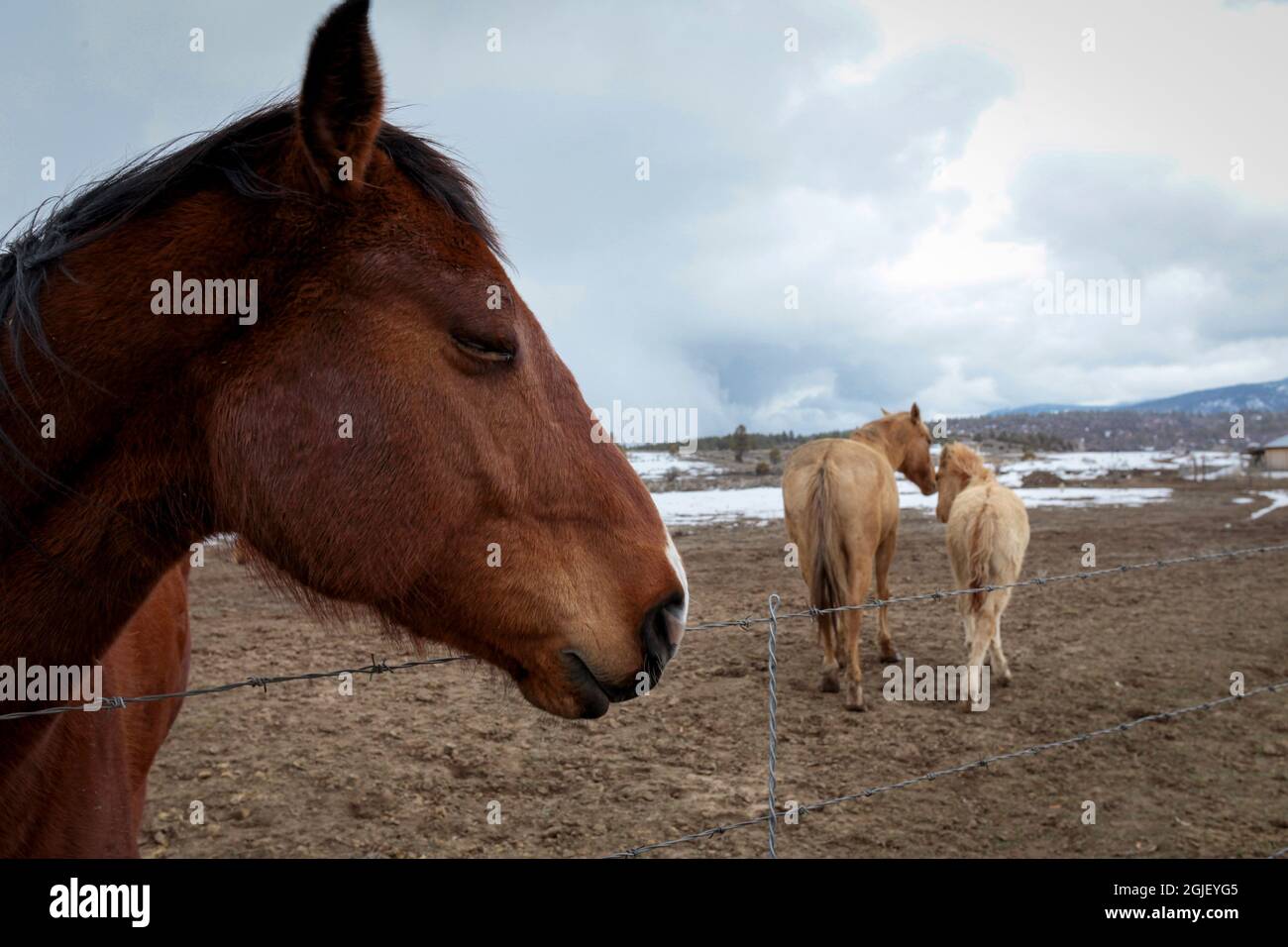 Chama, New Mexico, USA. Madre cavallo e volpe con cappotti invernali. Foto Stock