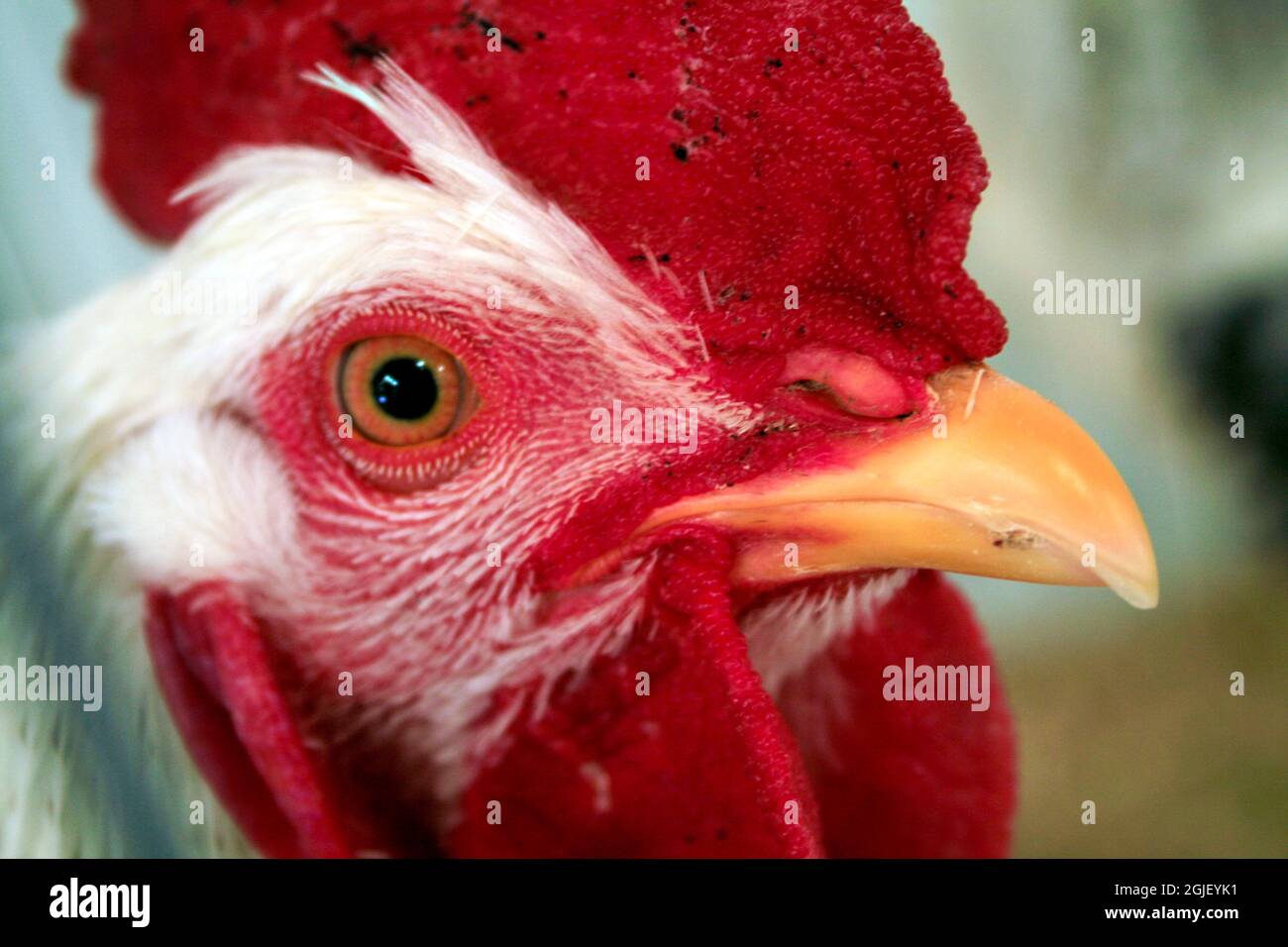 Red Rooster, New Mexico Foto Stock