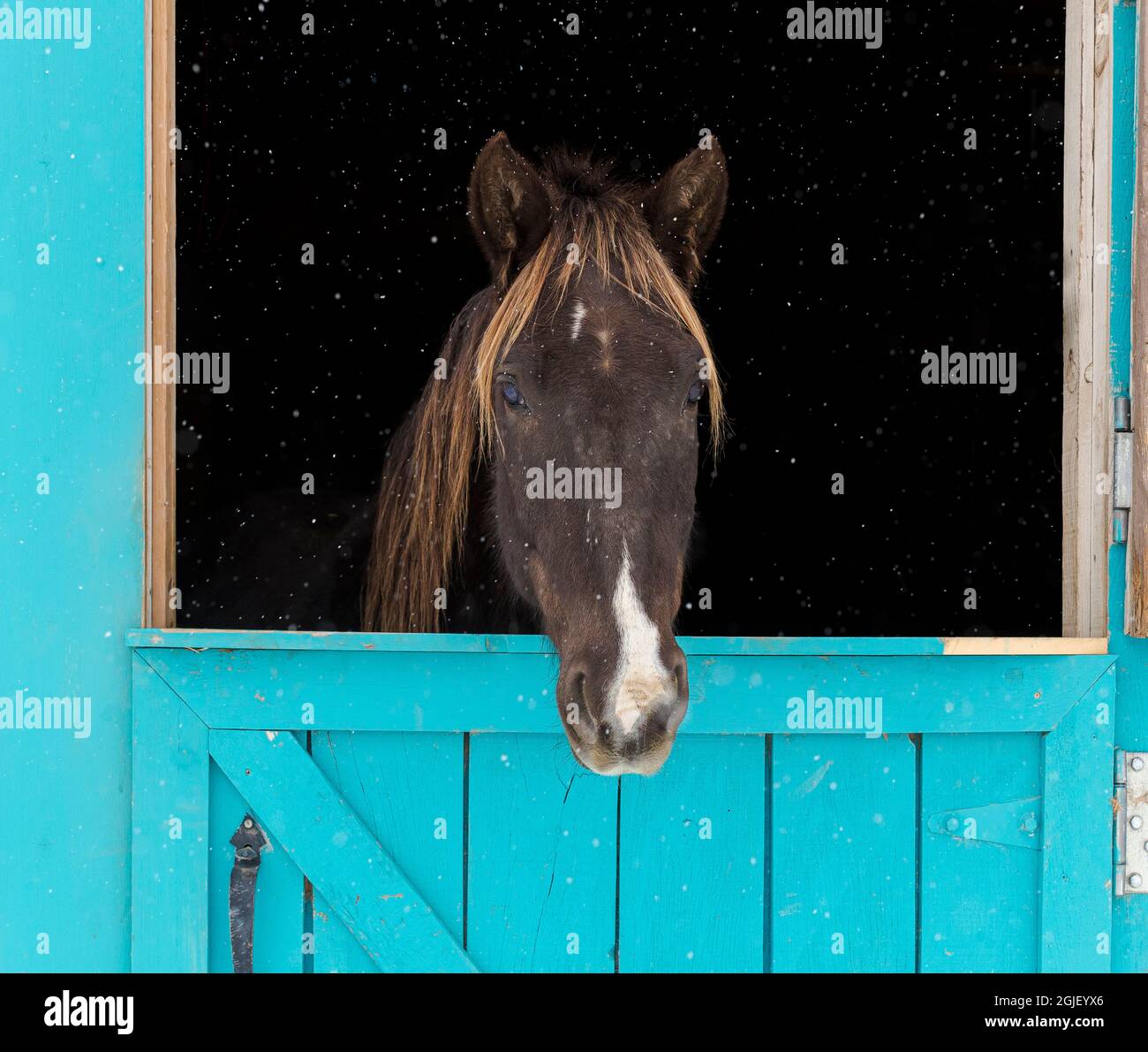 Cavallo in fienile con la neve che scende. Foto Stock