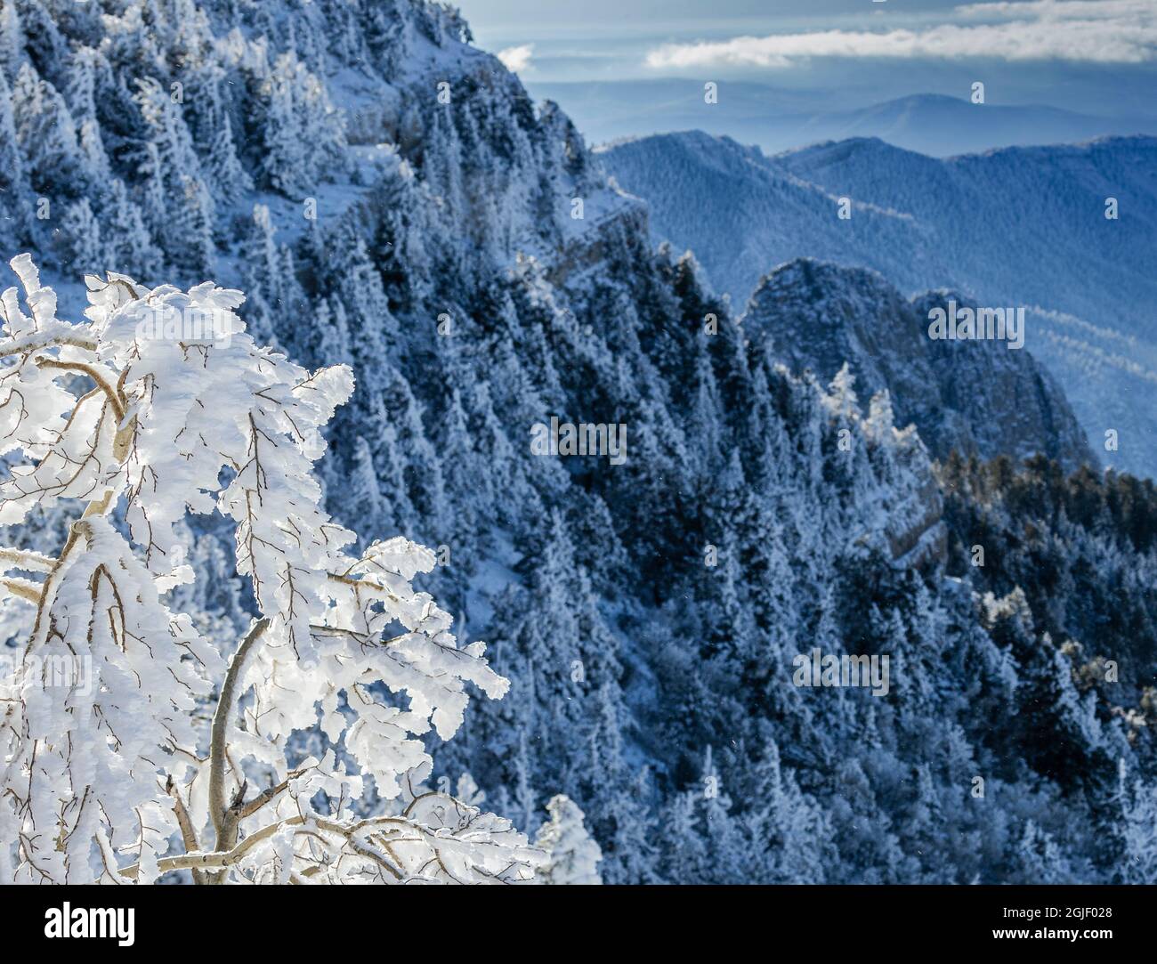 Cristalli di ghiaccio di neve che soffiano fuori albero, Sandia Mountain Wilderness, New Mexico Foto Stock