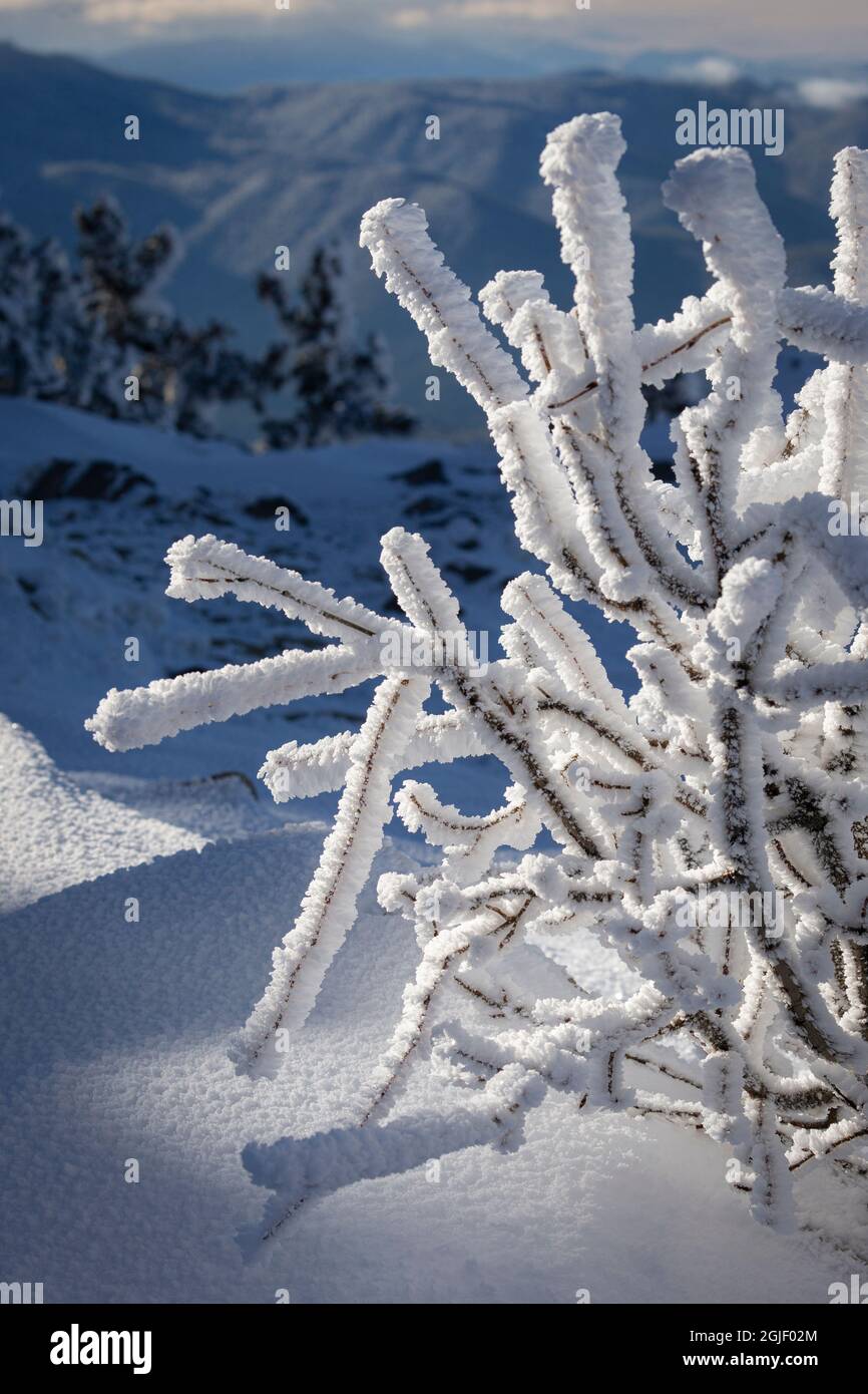 Rami ricoperti di neve ghiacciata, Sandia Mountain Wilderness, New Mexico Foto Stock