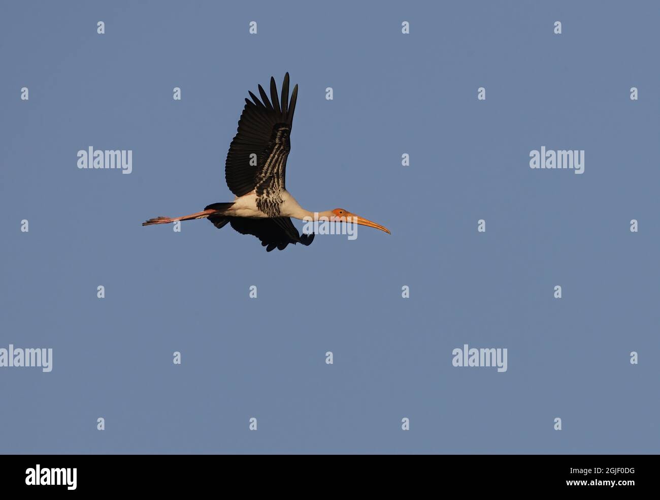 Tempesta dipinta (Mycteria leucocephala) adulto in volo piccolo Rann di Kachchh, Gujarat, India Novembre Foto Stock