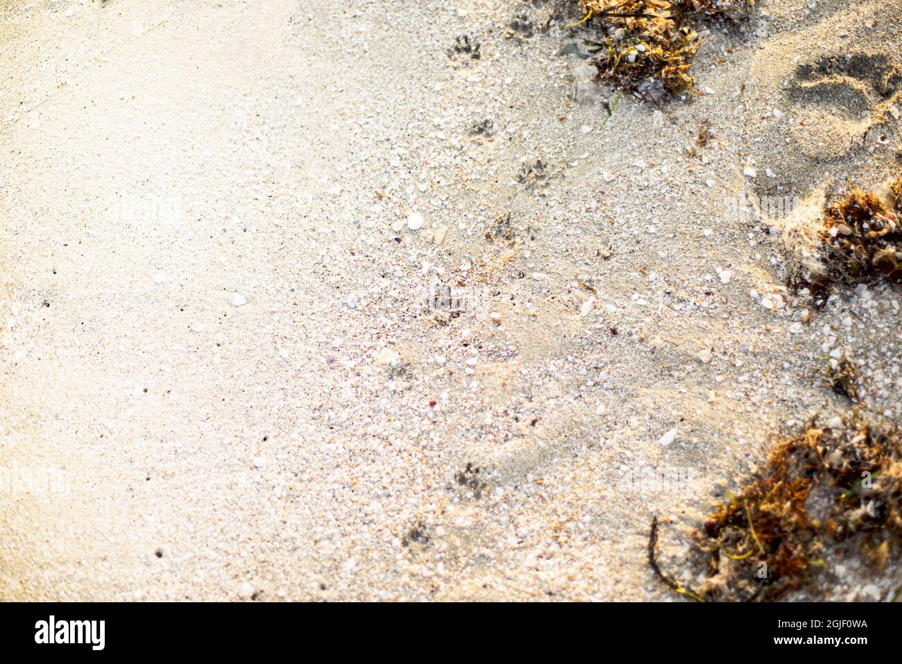 Paw stampa sulla costa. Un'impronta delle zampe di un cane piccolo. La consistenza della sabbia e delle alghe secche su una spiaggia sabbiosa. Spazio di copia per il testo. Foto Stock