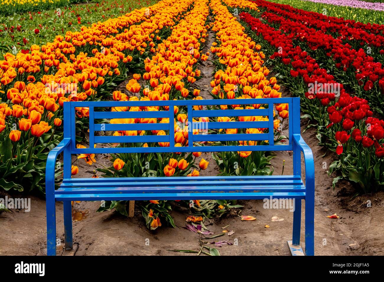 Panchina blu al Tulip Festival. Foto Stock
