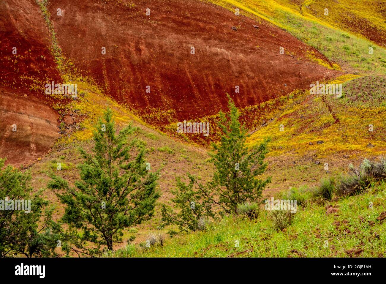 Colline dipinte e piante d'ape dorate. Foto Stock