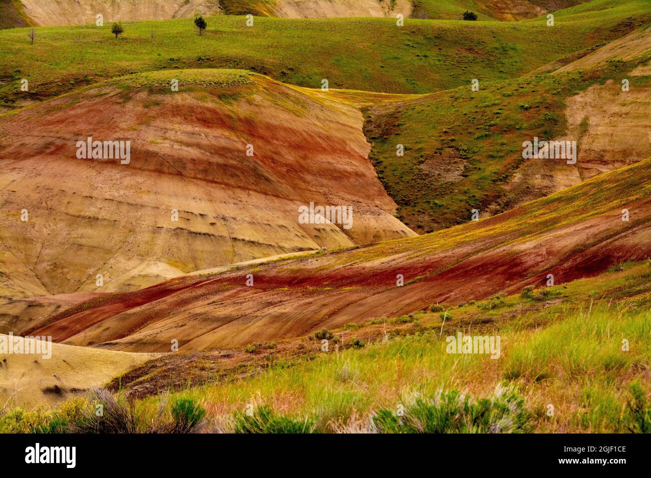 Colline dipinte e piante d'ape dorate. Foto Stock