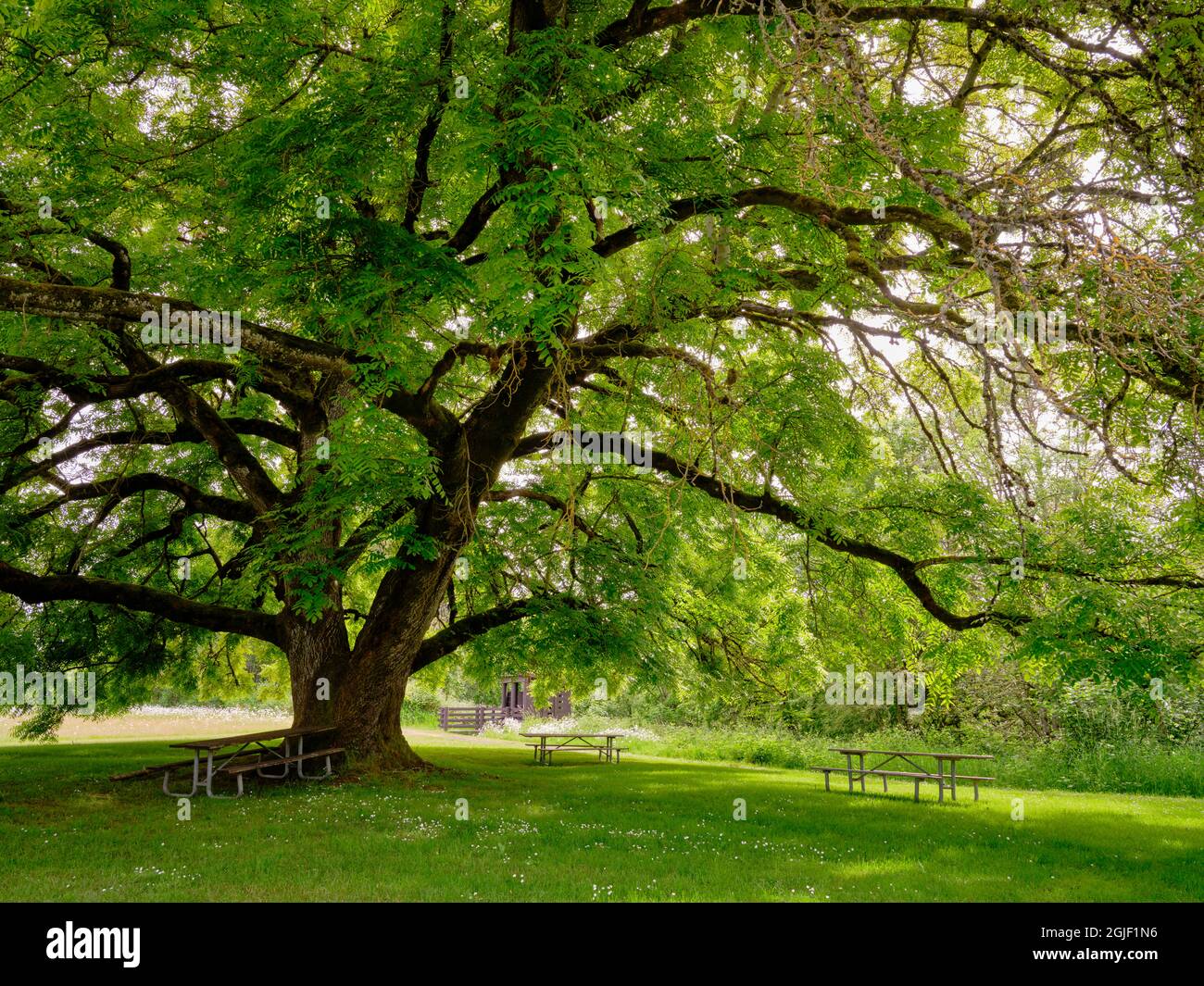 Area picnic al Willamette Mission state Park. Foto Stock