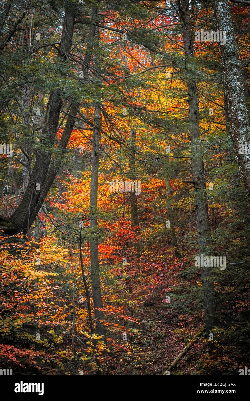 USA, Pennsylvania, Ricketts Glen state Park. Foto Stock