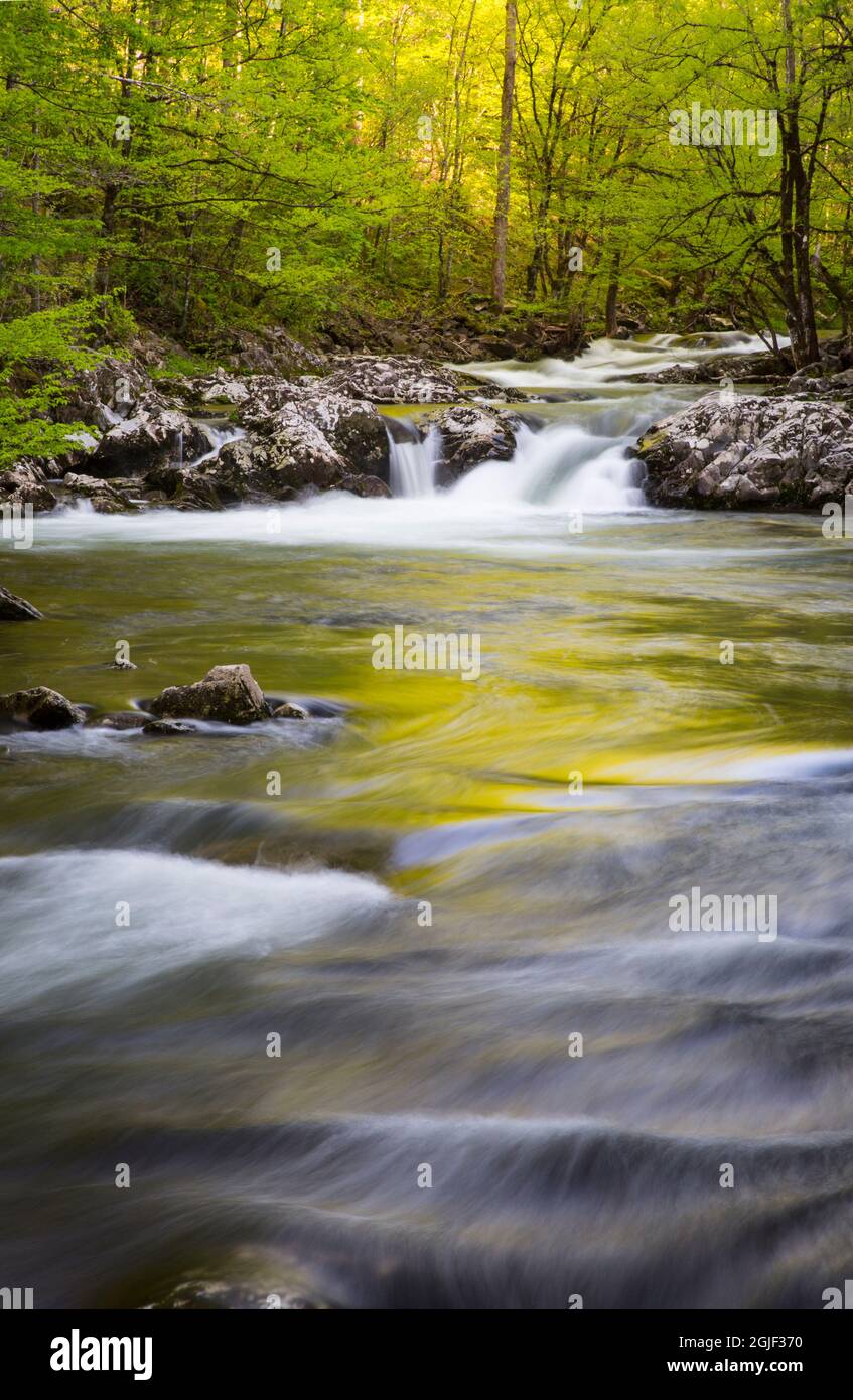 USA, Tennessee. Scintille Lane in primavera a Cades Cove. Foto Stock