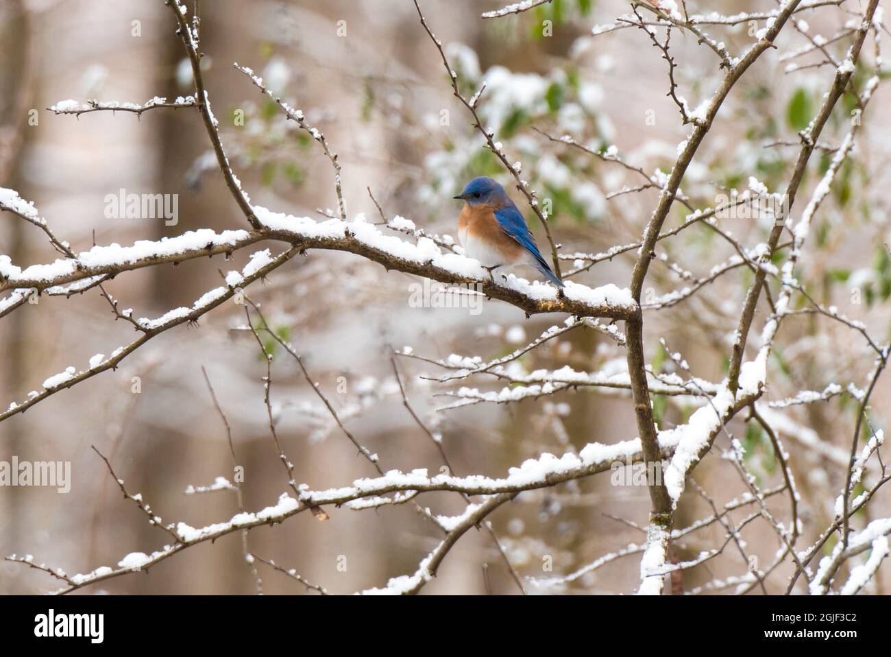 USA, Tennessee. Il Bluebird orientale (Sialia sialis) si trova su un ramo innevato. Foto Stock