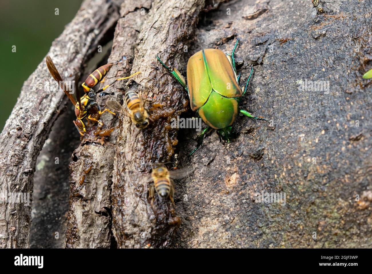 Alimentazione coleotteri verde di giugno. Foto Stock