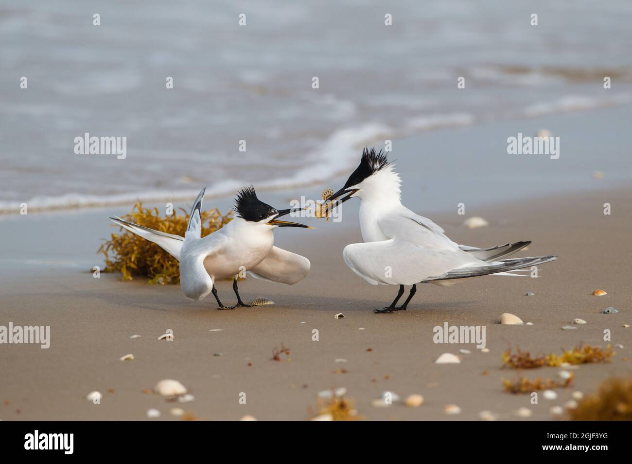 Incollaggio a sandwich delle coppie terns. Foto Stock