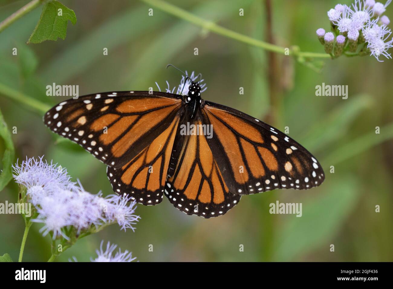 Monarch (Danaus Plexippus) alimentazione. Foto Stock