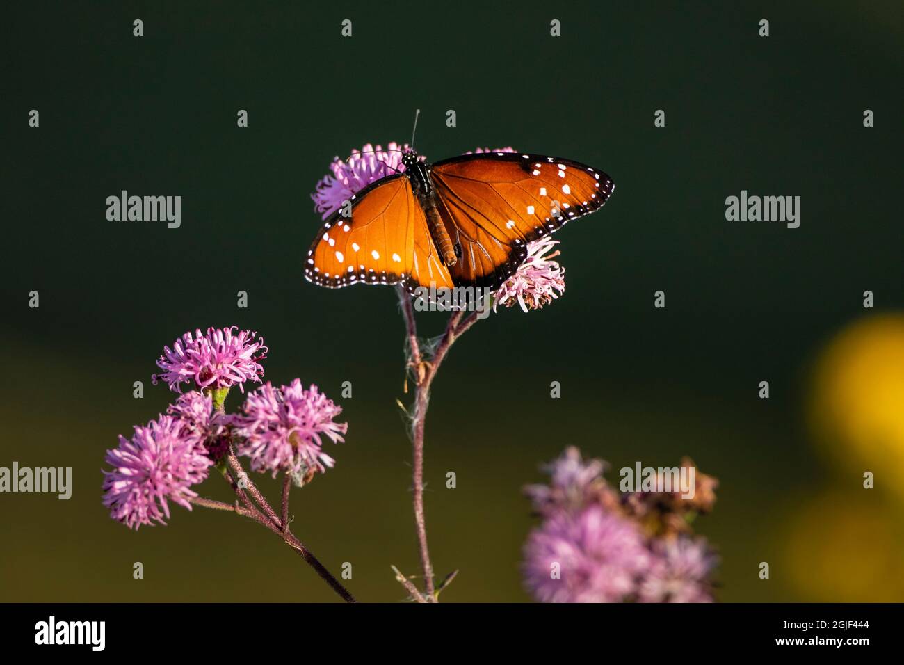 Regina (Danaus gilippus) che si nutrono di fiori d'astro. Foto Stock