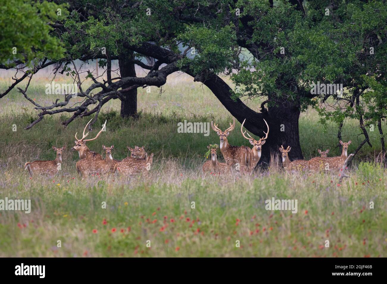 Asse cervo (asse asse) herd. Foto Stock