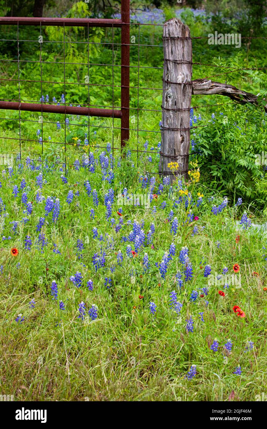 Texas Bluebonnet (Lupinus texensis) e Ranch Gate Foto Stock