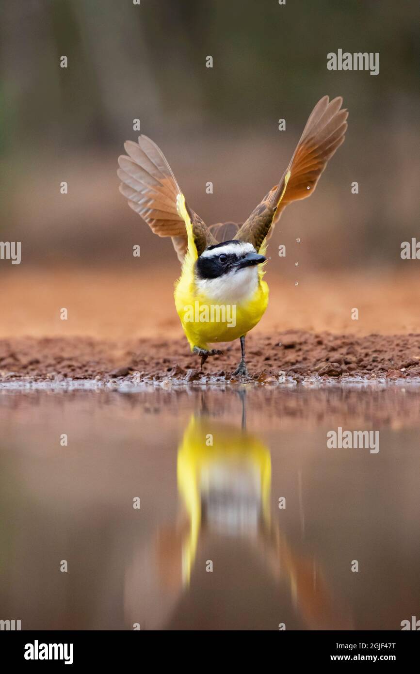 Grande Kiskadee (Pitangus sulfuratus) vampate Foto Stock