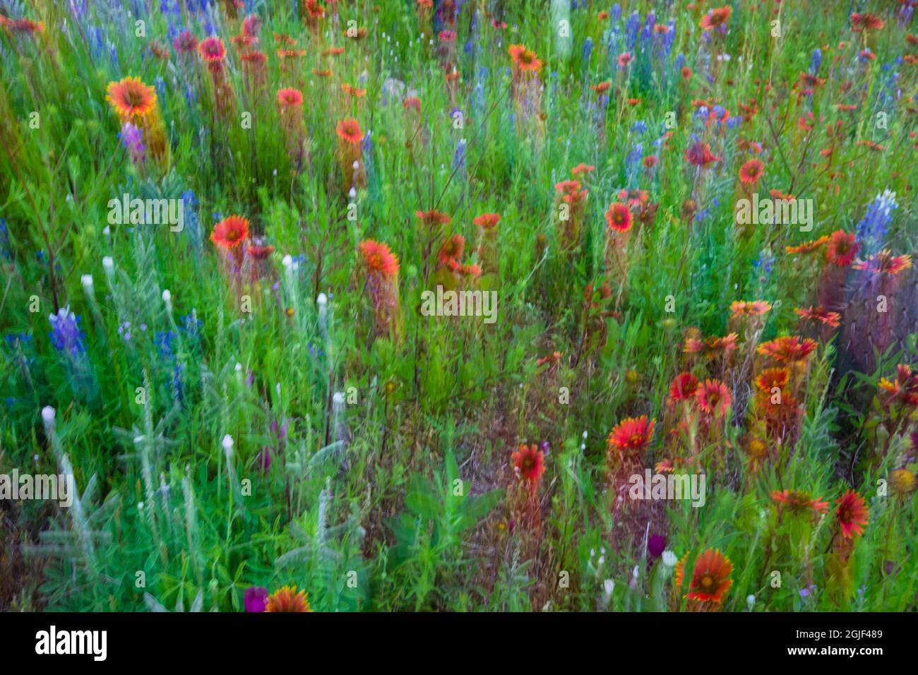 Firewheel (Gaillardia pulchella) e Texas Bluebonnet (Lupinus texensis) con lente sfocata. Foto Stock