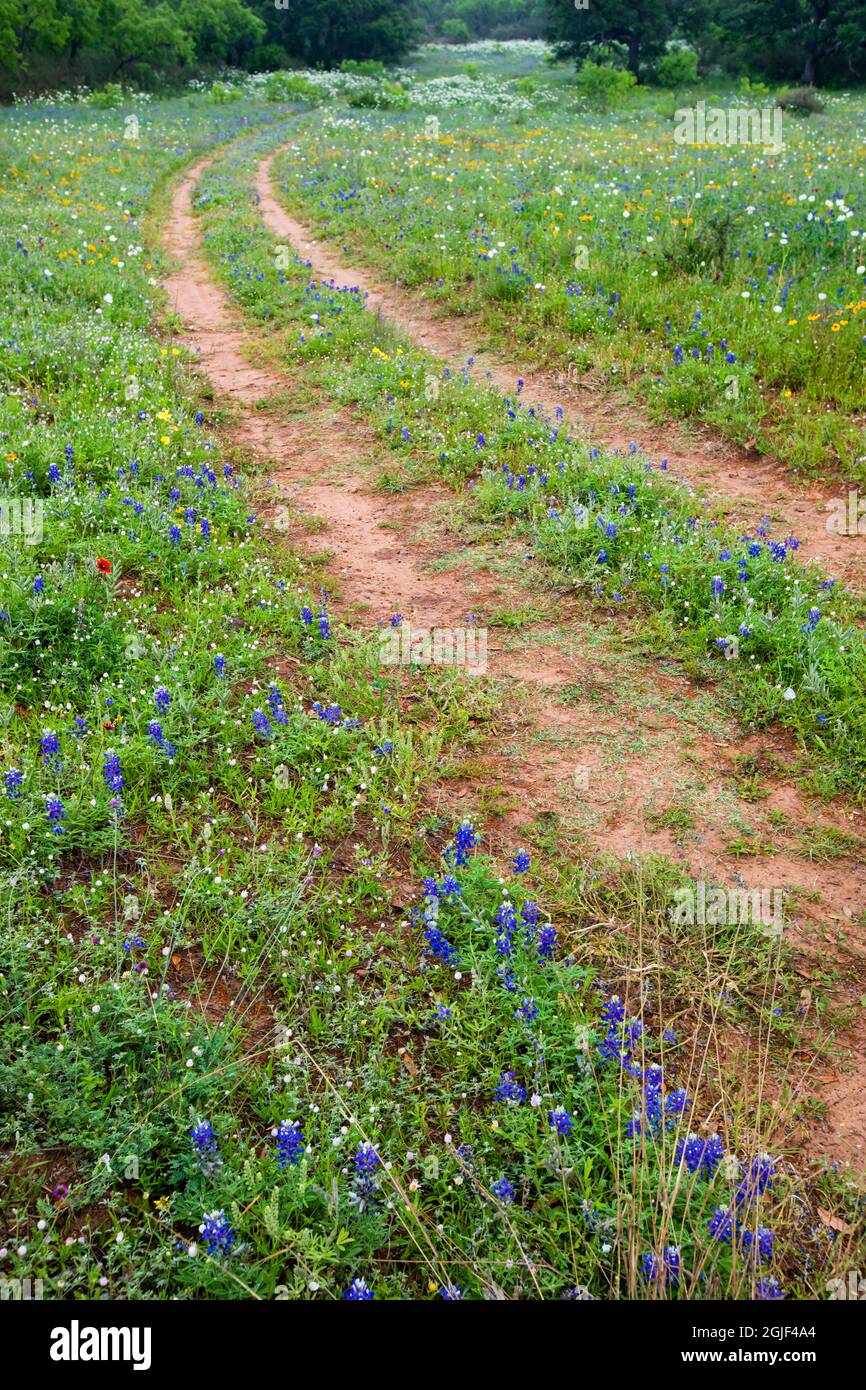 Texas Bluebonnets, Lupinus texensis, Foto Stock