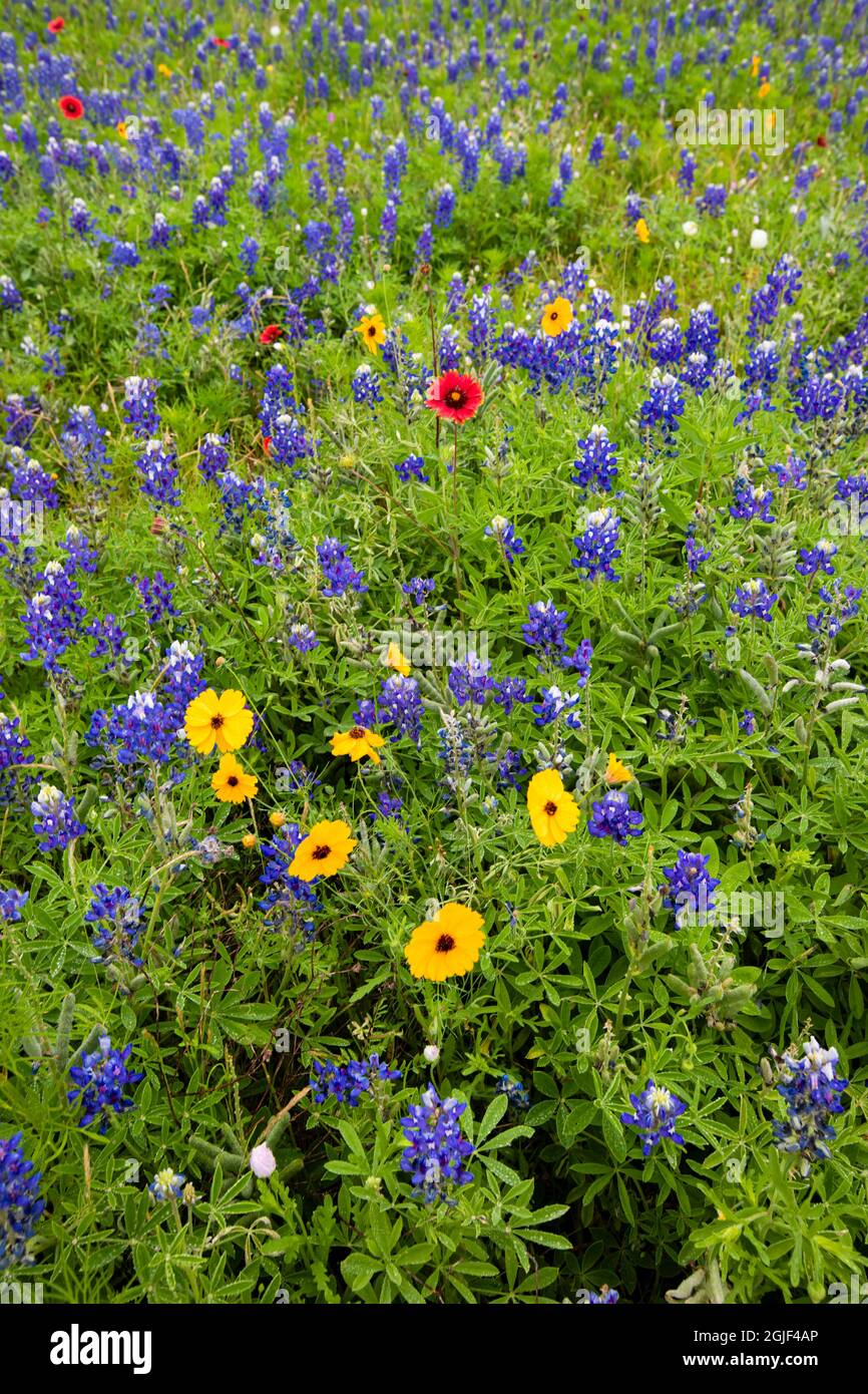 Fiori selvatici tra cui Bluebonnet Texas (Lupinus texensis) e slanciato Greenthread (Thelesperma simplicifolium) Foto Stock