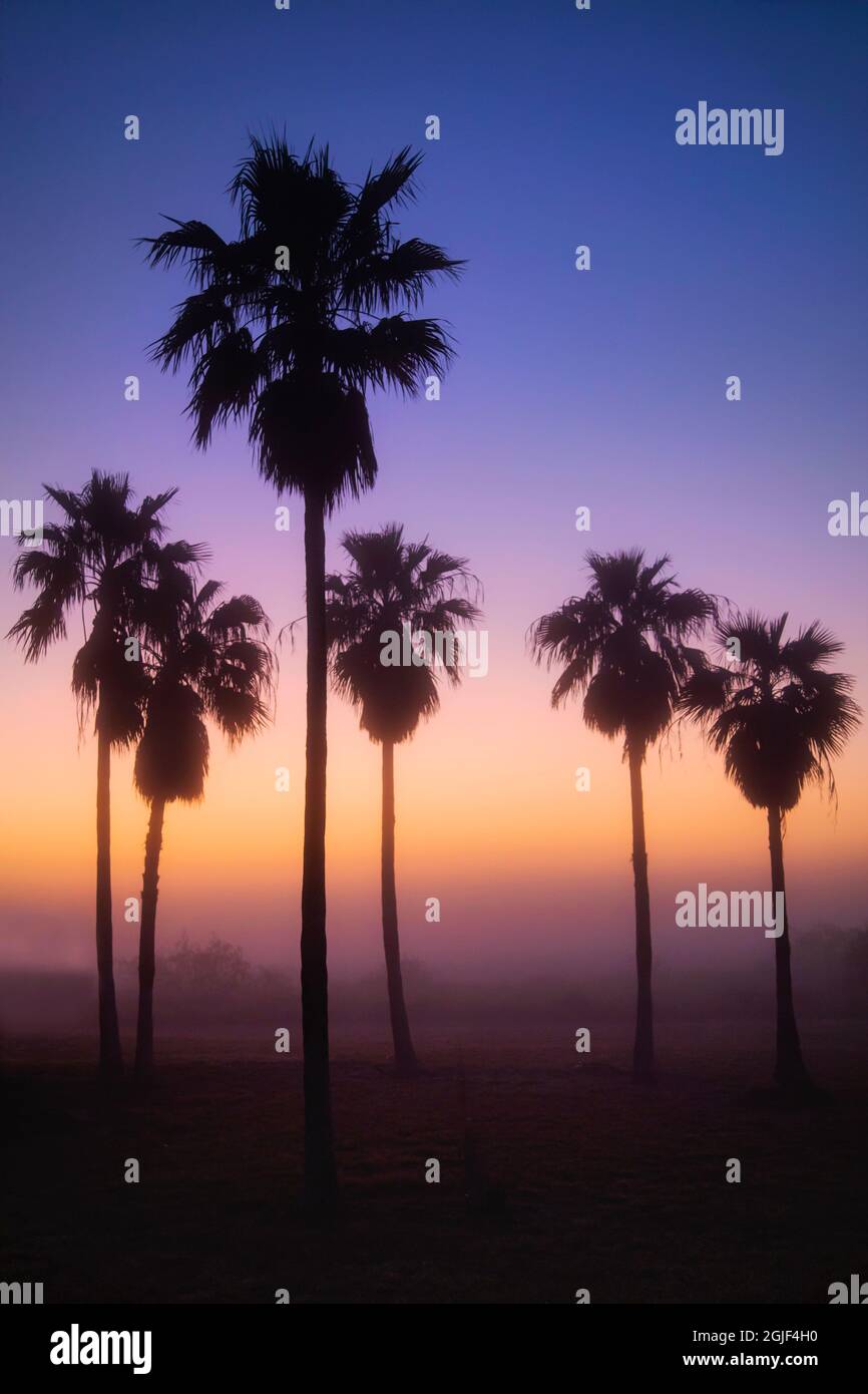 Alberi di palma che si staglia dal sole che sorge attraverso la nebbia Foto Stock