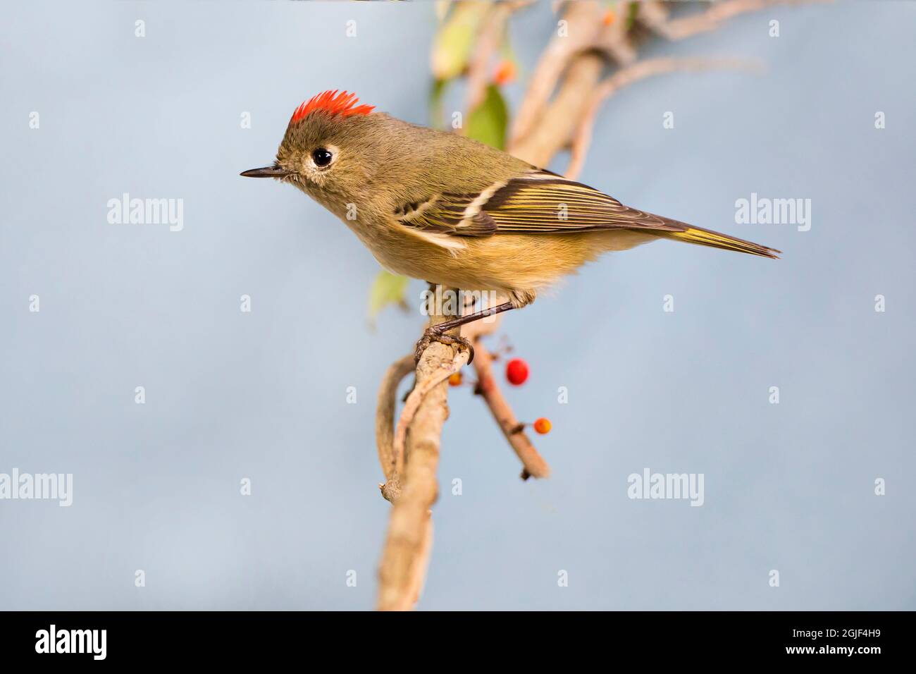 Kinglet coronato di rubino su arto. Foto Stock