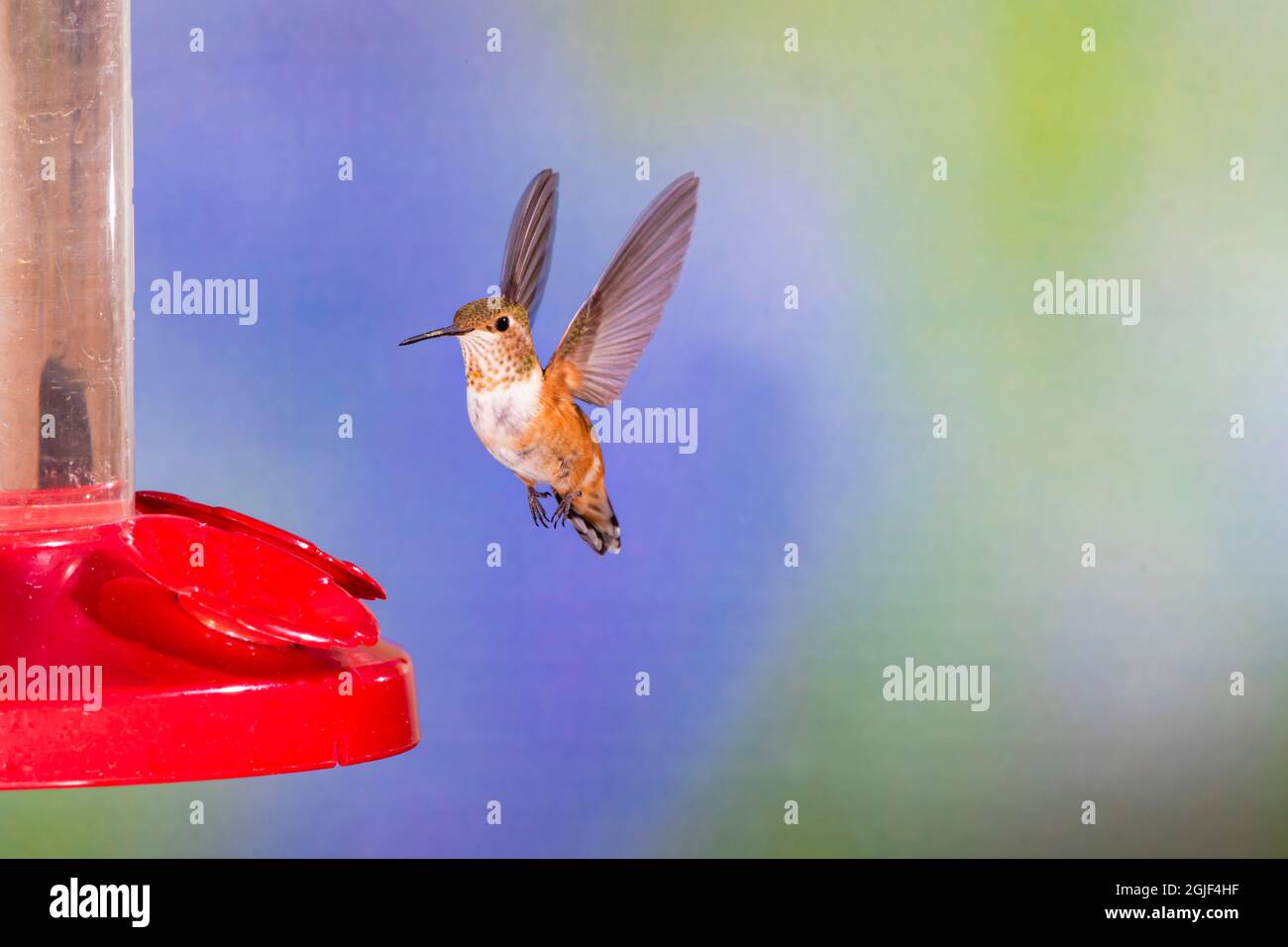 Rufous Hummingbird (Selasforo rufus) femmina al feeder Foto Stock
