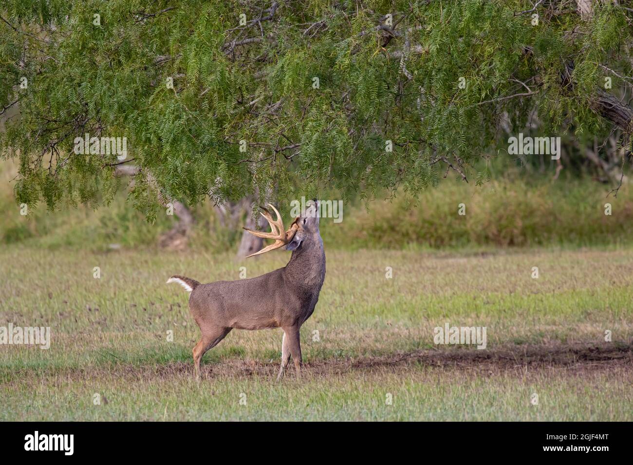 Cervo dalla coda bianca (Odocoileus virginianus) buck che fa 'scrape' Foto Stock